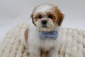 Petland Novi, Michigan Lhasa Apso puppy available