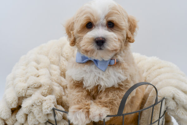 [#262252-01] Odie - Tan M Coton/Poodle Puppies for Sale