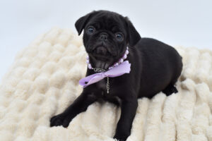 Petland Novi, Michigan Pug puppy available