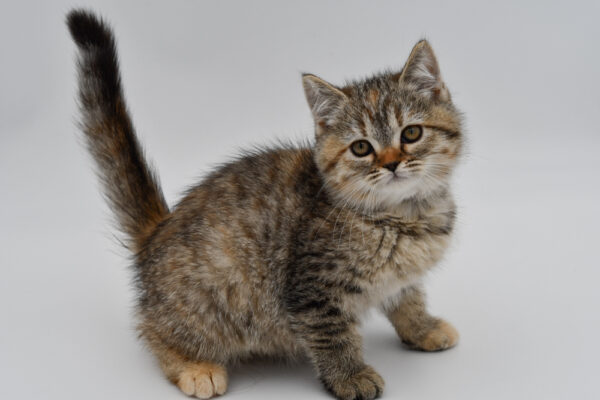 [#262077-04] Nori - Brown Tabby F Exotic/Siberian Kittens for Sale