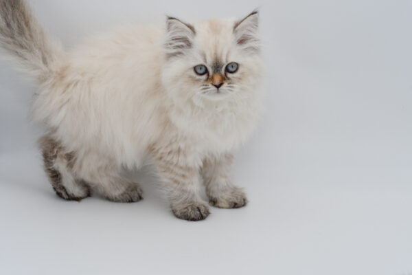 [#262077-05] Brownie - Seal Point F Exotic/Siberian Kittens for Sale
