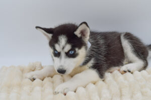 Petland Novi, Michigan Siberian Husky puppy available