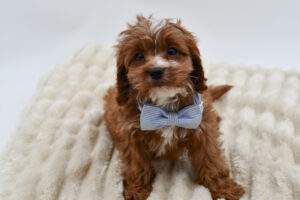 Petland Novi, Michigan Cavapoo puppy available