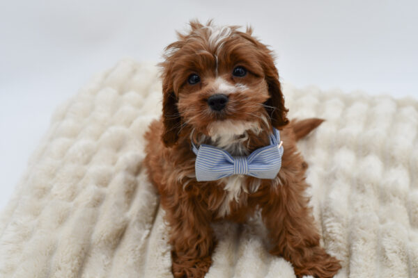 [#262230-01] Aero - Tan M Pom-poo Puppies for Sale