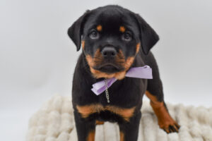 Petland Novi, Michigan Rottweiler puppy available