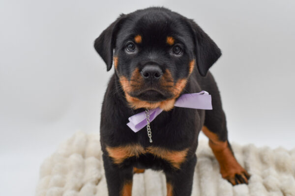[#262170-07] Jill - Black & Tan F Rottweiler Puppies for Sale