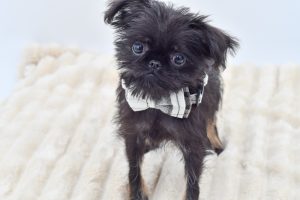 Petland Novi, Michigan Brussels Griffon puppy available