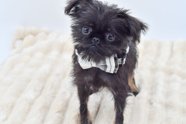 [#261997-01]  - Black / Tan M Brussels Griffon Puppies for Sale