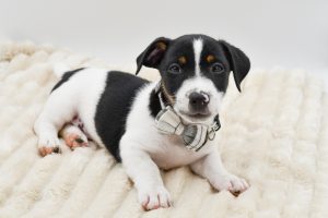 Petland Novi, Michigan Jack Russell Terrier puppy available
