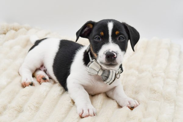 [#262108-01]  - Tri-Colored M Jack Russell Terrier Puppies for Sale