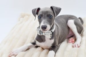 Petland Novi, Michigan Italian Greyhound puppy available