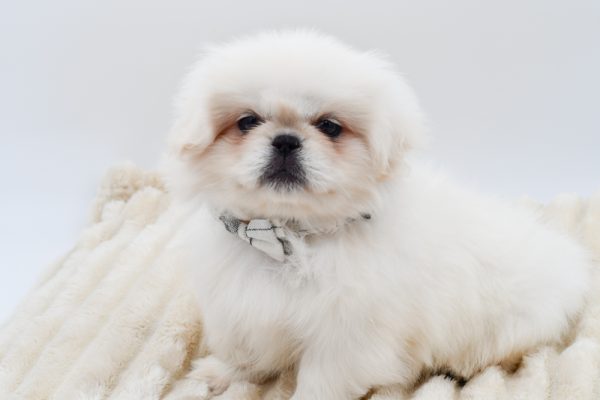 [#262129-05]  - Cream / White F Pekingese Puppies for Sale