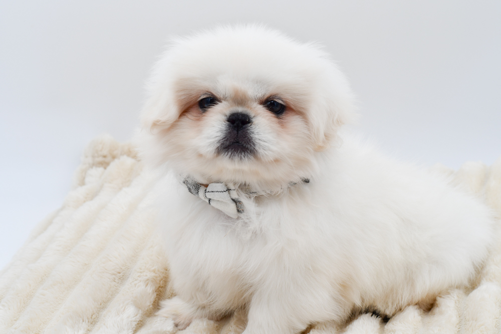 Find Pekingese (M) 40559 | Petland Novi, Michigan