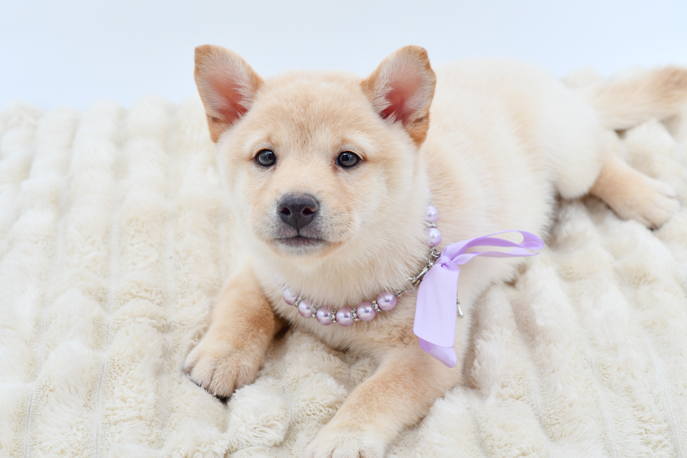 Shiba Inu in Livonia, MI