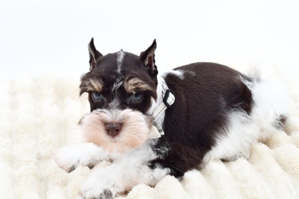 [#261774-01]  - Liver / White M Miniature Schnauzer Puppies for Sale