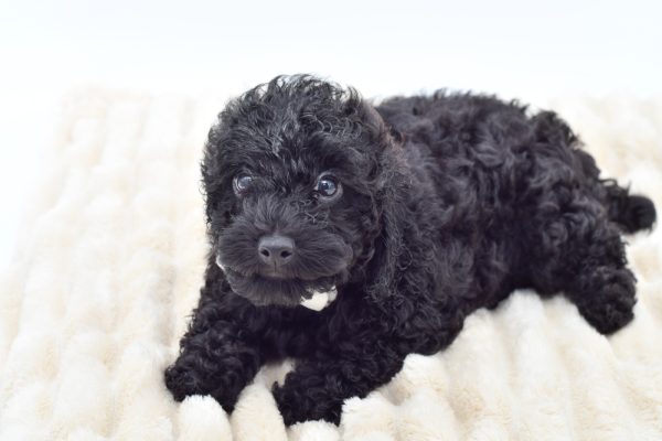 [#261857-01]  - Black M Poodle Puppies for Sale