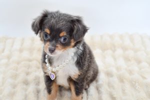 Petland Novi, Michigan Chihuahua puppy available