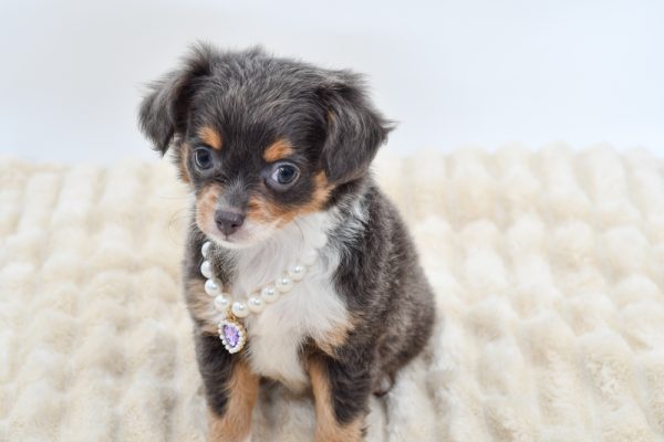 [#261860-02]  - Blue F Chihuahua Puppies for Sale