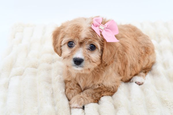 [#261867-02]  - Ruby F Cavachon Puppies for Sale