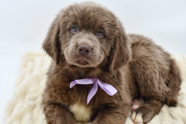 [#26284-08]  - Lavender F Newfoundland Puppies for Sale