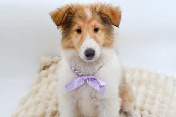[#26286-07]  - Sable F Collie Puppies for Sale