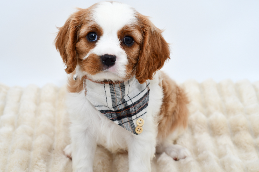 Cavalier King Charles in Belleville, MI
