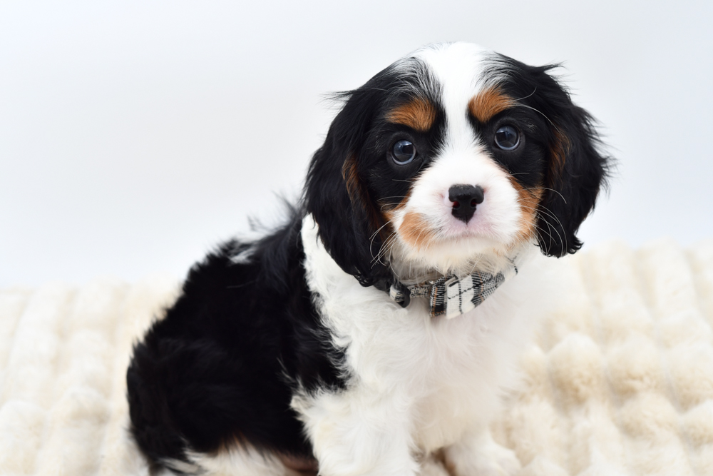 Cavalier King Charles in Livonia, MI