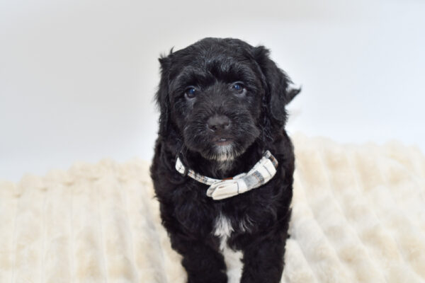 [#900263005002386]  - Black Male Mini Aussie Poo Dog