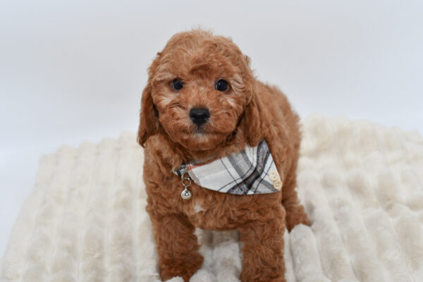 [#900263005002394]  - Red Male Cavapoo Dog