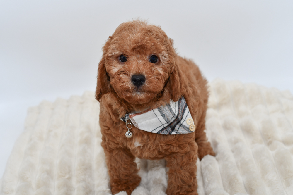 Cavapoo (M)- 40526