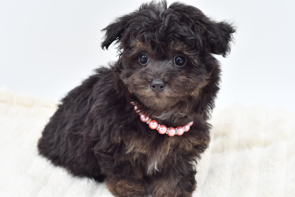 Maltipoo in Detroit, MI