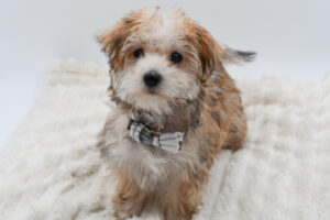 Petland Novi, Michigan Morkie puppy available