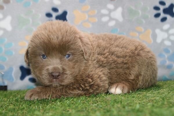 [#26289-08]  - Lavender F Newfoundland Puppies for Sale
