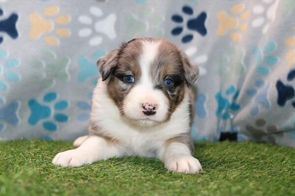 [#26324-04]  - Blue Merle M Australian Shepherd Puppies for Sale