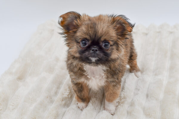 [#26552-02]  - Fawn M Chihuahua/Pekingese Puppies for Sale