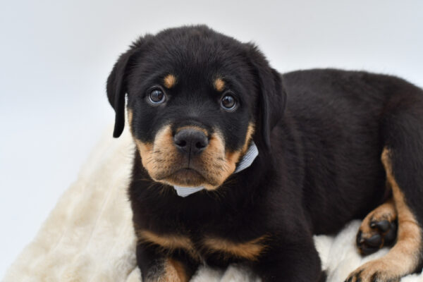 [#262080-03]  - Black / Tan M Rottweiler Puppies for Sale