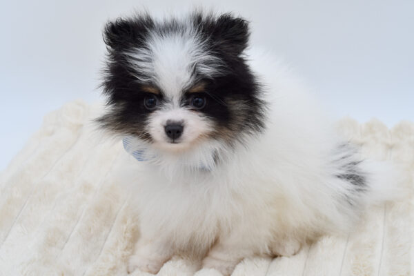 [#262084-01]  - Black / White M Pomeranian Puppies for Sale