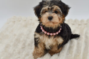 Petland Novi, Michigan Morkie puppy available