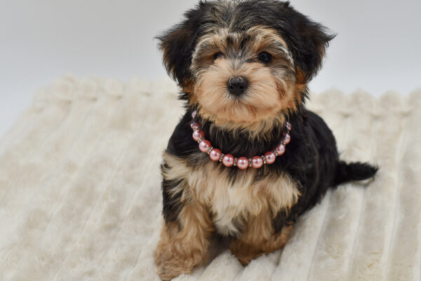 [#262206-04]  - Black / Tan F Morkie Puppies for Sale