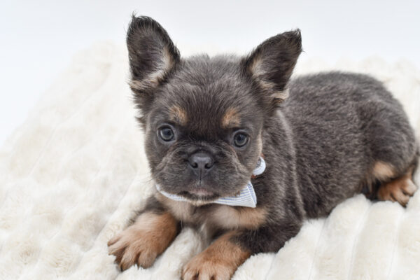 [#261836-01]  - Blue / Tan M French Bulldog Puppies for Sale