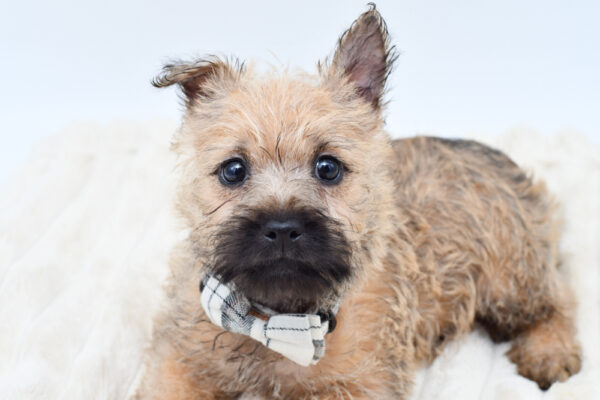 [#261899-02]  - Brown F Cairn Terrier Puppies for Sale