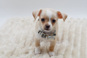 Petland Novi, Michigan Chihuahua puppy available
