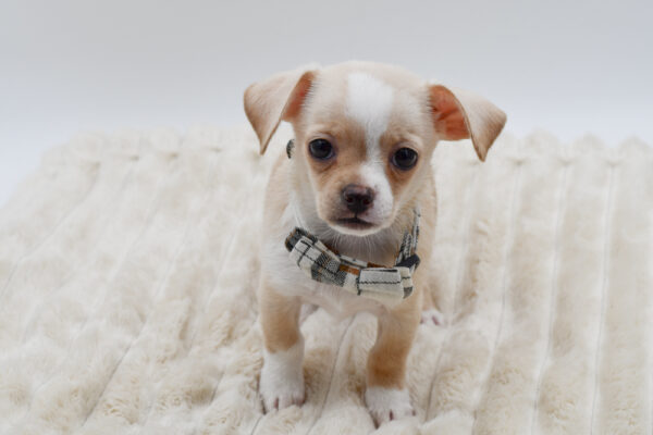 [#261911-02]  - Cream / White M Chihuahua Puppies for Sale