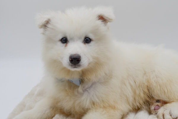 [#26292-01]  - White M Samoyed Puppies for Sale