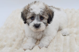 Petland Novi, Michigan Teddy Bear puppy available
