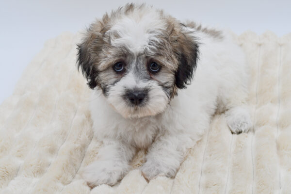 [#261914-04]  - Brown / White M Teddy Bear Puppies for Sale