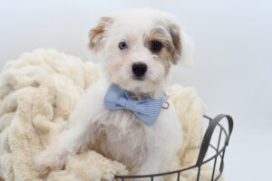 Petland Novi, Michigan Yorkiepoo puppy available