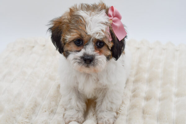 [#261914-05]  - Brown / White F Teddy Bear Puppies for Sale