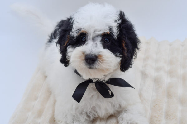 [#262211-09] Brownie - Black & White F Mini Bernedoodle 2nd Gen Puppies for Sale