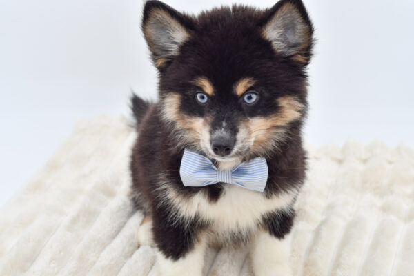 [#262209-03] Oakley - Black & Tan M Pomsky Puppies for Sale